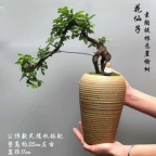 花卉租摆绿植租赁北京花卉租摆绿植租赁