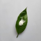BN粉体（CY-HBN）的应用及市场前景分析