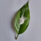 高纯99.99%金红石二氧化钛CY-T01