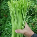 北京白杆藜蒿生长需要什么条件