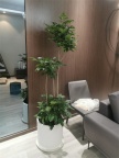 天津绿植租摆公司 绿植租赁公司18502618381