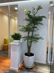 办公室花卉盆栽租赁 绿植租摆 办公楼绿植盆栽租摆 天津室内植物出租公司