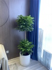 花卉租摆绿植租赁植物租摆办公室绿化天津谷鑫亚泰花卉园艺有限公司18502618381